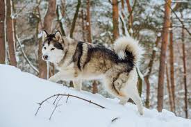 Does a giant alaskan malamute look like a regular one? Alaskan Malamute Charakter Haltung Pflege Rassebeschreibung