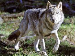 For a list of wolf subspecies, see subspecies of canis lupus. Wolves Close In On Berlin After More Than A Century The Independent The Independent