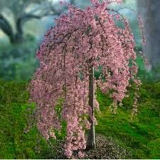 The following examples show how to use com.sun.source.tree.statementtree. Pink Weeping Cherry Tree Absolutely Gorgeous Really Makes A Statement In The Spring Landscape Garden Trees Plants Weeping Cherry Tree