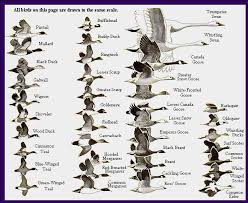 Alaska Ducks Geese Eiders And Waterfowl Identification Chart
