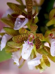 Image result for Ancistrorhynchus clandestinus