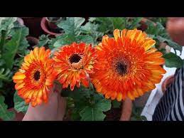 How To Grow And Care Gerbera Plant Care Of Gerbera Plant Youtube Gerbera Plant Plant Care Plants