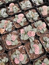 Image result for Crassula morrumbalensis