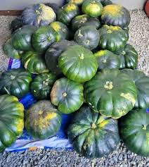Image result for Cucurbita moschata