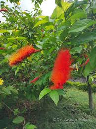 Image result for Combretum sp. A