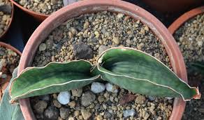 Image result for Sansevieria dawei