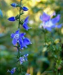 Image result for Renealmia susanneae-katziae