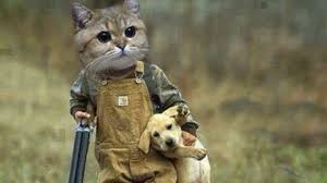 Blogl Try Not To Laugh Hardest Version Funniest Cat Dog Compilation December 2016 Check More At Funny Cute Cats Funny Animal Videos Funny Cats And Dogs