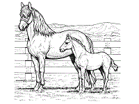 Spider coloring pages for toddlers sm47. Horses Coloring Pages And Printable Activities 1