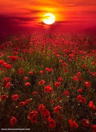 Pas besoin de vous inscrire, achetez dès maintenant ! Coucher De Soleil Sur Un Champ De Coquelicots Photographe Nature Photos Paysage Photographie De Paysage