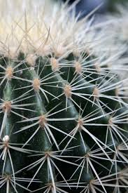 They may be harvested from a fully grown cactus for 25 farming experience for each spine. Succulents Cactus Thorns 1080x1920 Iphone 8 7 6 6s Plus Wallpaper Background Picture Image