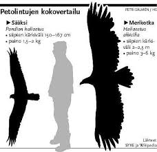 Studious Eagle Size Comparison Chart Woman Blasts American