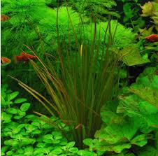 Image result for Blyxa