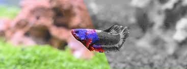 I am itching for another fishy. Do Betta Fish Need A Light To Live Happily