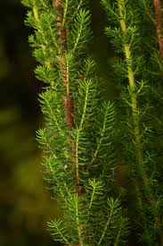 Image result for Erica silvatica