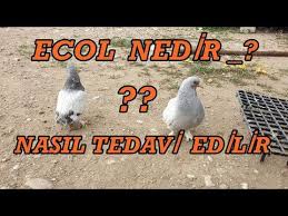 Guvercin Hastaliklari Veba Karisik Ilaclarla Mucadele 2 Video Youtube