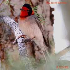 A Red Faced Warbler Seen In Arizona Beautiful Birds Birds Animals Wild