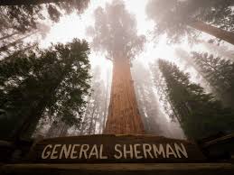 First, here is a picture of it. It S Time To Salute General Sherman The Biggest Tree In The World Pdf Wonder