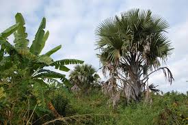 Image result for Borassus aethiopum