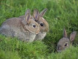 Hintergrundbilder 1600x1200 Px Tiere Baby Haschen Kaninchen Jung 1600x1200 4kwallpaper 1653735 Hintergrundbilder Wallhere Cute baby bunnies love to be inside all sorts of soft and squishy spaces. wallhere