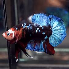 Koi galaxy betta changlun, changlun. Rare Breeder Grade Live Betta Fish Huge Fancy Black Koi Galaxy Star Hmpk Betta Fish Aquarium Fish For Sale Live Aquarium Fish