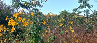 Image result for Bidens steppia