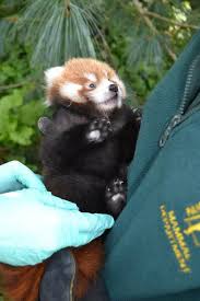 Red Panda Babby Cute Baby Animals Red Panda Cute Animals