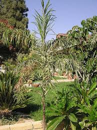Image result for Chamaecrista plumosa
