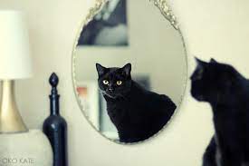 When a cat sees another cat, sometimes they want to puff up to look big to scare the other cat. I Photograph My Cats Looking At Mirrors Bored Panda