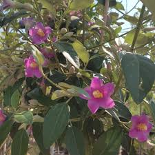 Image result for Lagunaria patersonia