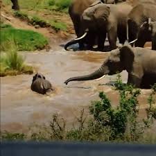 Herd of elephants saves baby from being swept down stream 😱🐘 | LADbible | Facebook