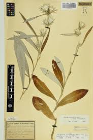 Image result for Macledium sessiliflorum