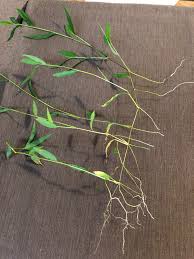 Image result for Microstegium