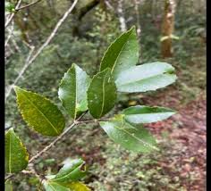 Image result for Cassipourea congoensis