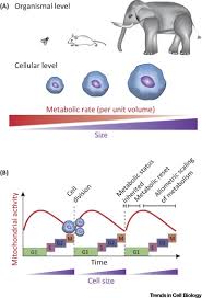 We did not find results for: Mitochondrial Function And Cell Size An Allometric Relationship Sciencedirect