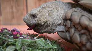 There is a fairly easy way to determine when your cactus needs water, regardless of the season. Looking Deeper Into African Spurred Tortoise Diet Fossil Rim Wildlife Center