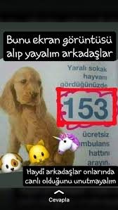 Berfin Aslan Adli Kullanicinin Hayvan Panosundaki Pin Ekran Hayvan