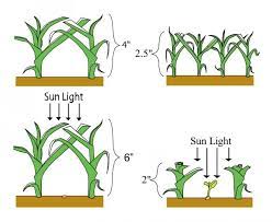 As the plant puts all its energy into recovering from the crown damage, it opens up a weakness in the lawn, increasing the pressure from weeds, insects, and diseases. Lawn Mowing For Best Results Dos Amigos Landscaping And Grounds Management