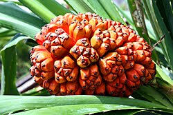 Image result for Pandanus chiliocarpus