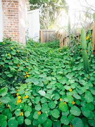 These plants often also need quite a bit of water. Best Edible Ground Covers For Vegetable Gardens