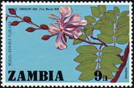 Image result for Baikiaea