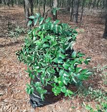 Image result for Smilax
