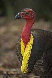 Australian Birds That Lay Eggs On The Ground Australian Bush Turkey Portrait Australian Birds Australian Native Animals Pet Birds