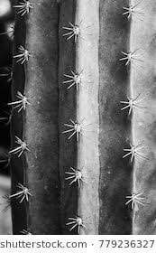 Closeup photography of orange cactus flowers. Pin By Simone Fourie On æ³¡æ³¡ Textured Background Black And White Texture