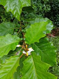 Image result for Solanum chrysotrichum