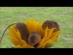 Lesleyoconnor, lesleyoc, abalone, poppies, mice, field mice, wheat, field, summer, flowers, nature. 3 Harvest Mice On A Sunflower Youtube