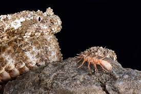 The Spider Tailed Viper Lures Its Prey In With What Appears To Be A Meal But Is Anything But Viper Insect Larvae Snake