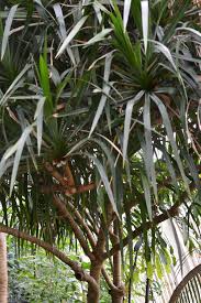 Image result for Pandanus sp. A