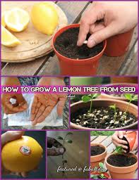Save some seeds and find out! How To Grow A Lemon Tree From Seed