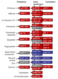 Possible rpos meaning as an acronym, abbreviation, shorthand or slang term vary from category to. Global Effect Of Rpos On Gene Expression In Pathogenic Escherichia Coli O157 H7 Strain Edl933 Bmc Genomics Full Text